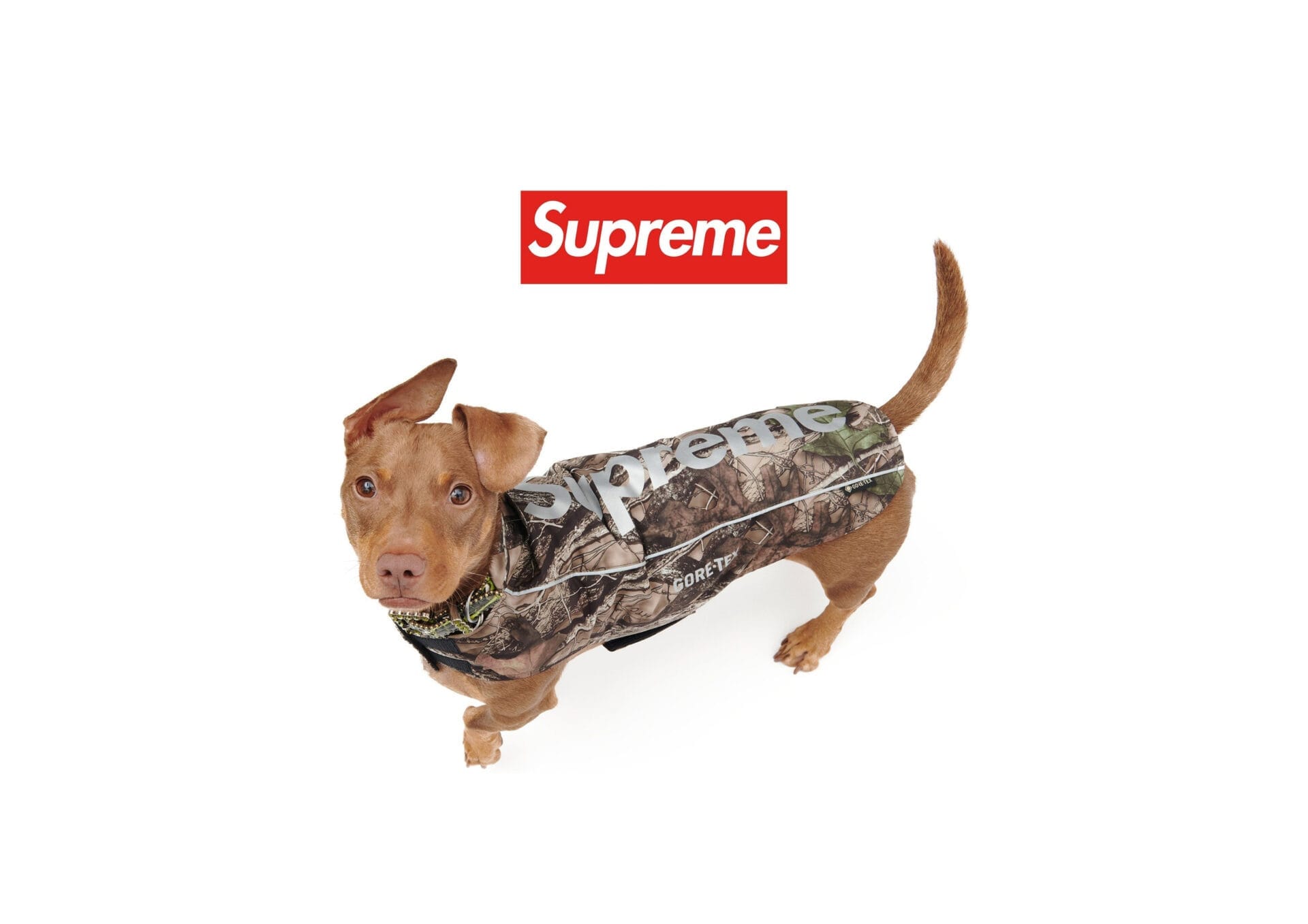 Supreme, evcil hayvanlara yönelik özel ceketini duyurdu