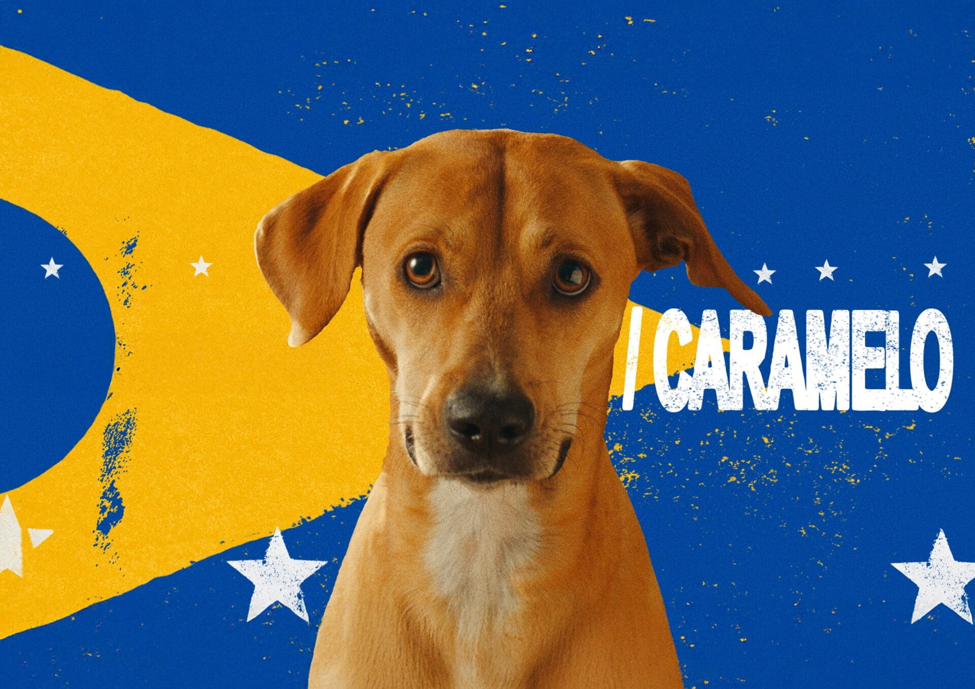 Pedigree’nin son hamlesi: Sokak köpeklerine kimlik vermek mümkün mü?