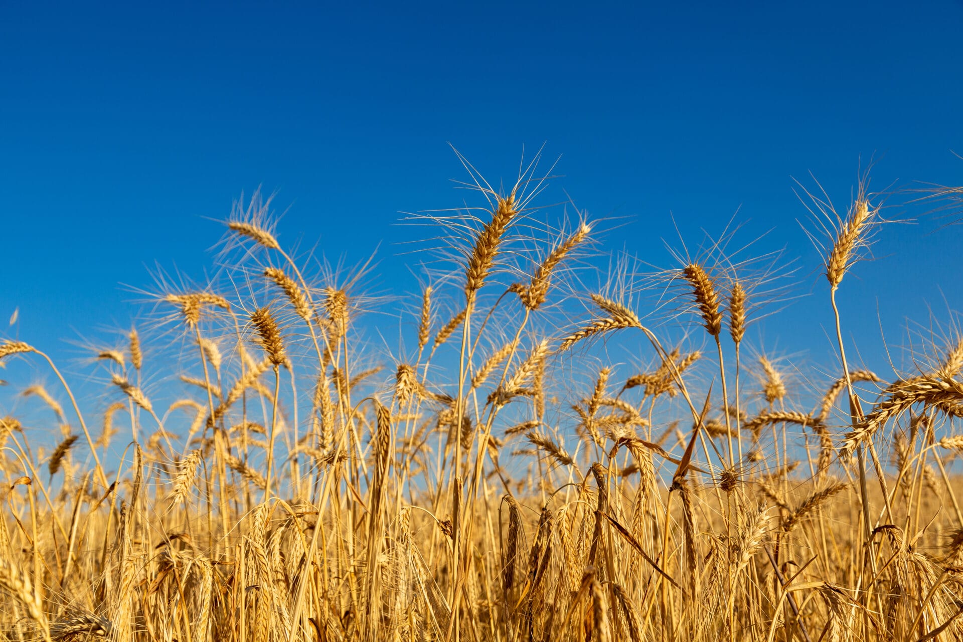 Anadolu Efes, pnarıcı tarım uygulamalarıyla ilk arpa hasadını gerçekleştirdi